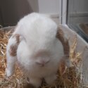 Mini Lop Boy Rabbit - BooBoo-5