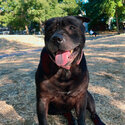 Beautiful Shar pei/staff for adoption -2