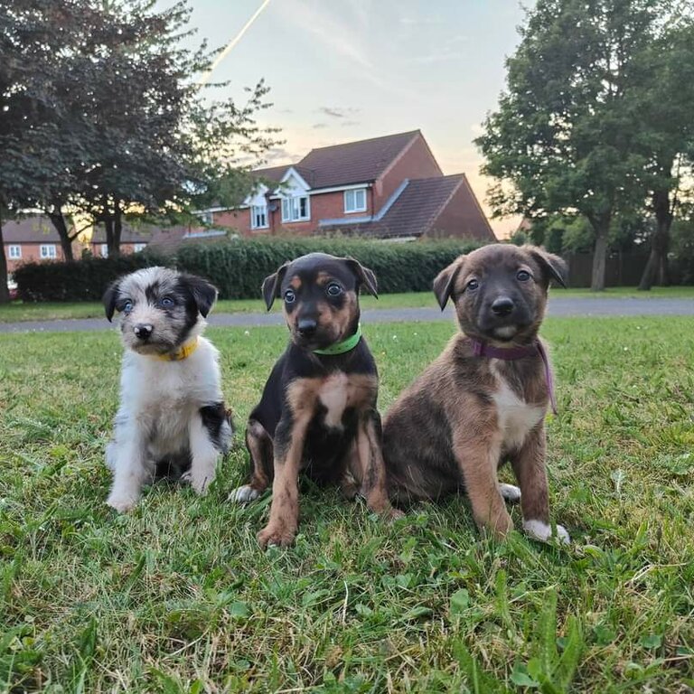 Female Collie x Lurcher