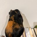 Bonded Guinea pigs and all accessories -5