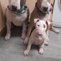 Gorgeous English bull terrier pup-3