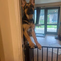 German shepherd puppy -1