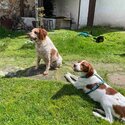 Cody, Brittany Spaniel, Needing Forever Home-4