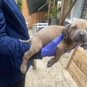 American Bully puppies in need of a home -3