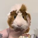 Bonded Guinea pigs and all accessories -1