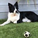 Border collie -3