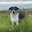 Collie for sale ideal for farmers -5