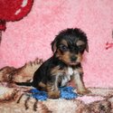 YORKSHIRE TERRIERS/BIEWERS FOR SALE-1