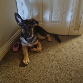 House trained German shepherd 