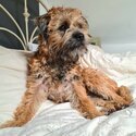 Stunning female Border terrier looking for a new home-0