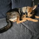 German Shepherd-3