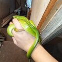 Red tail green rat snake-0