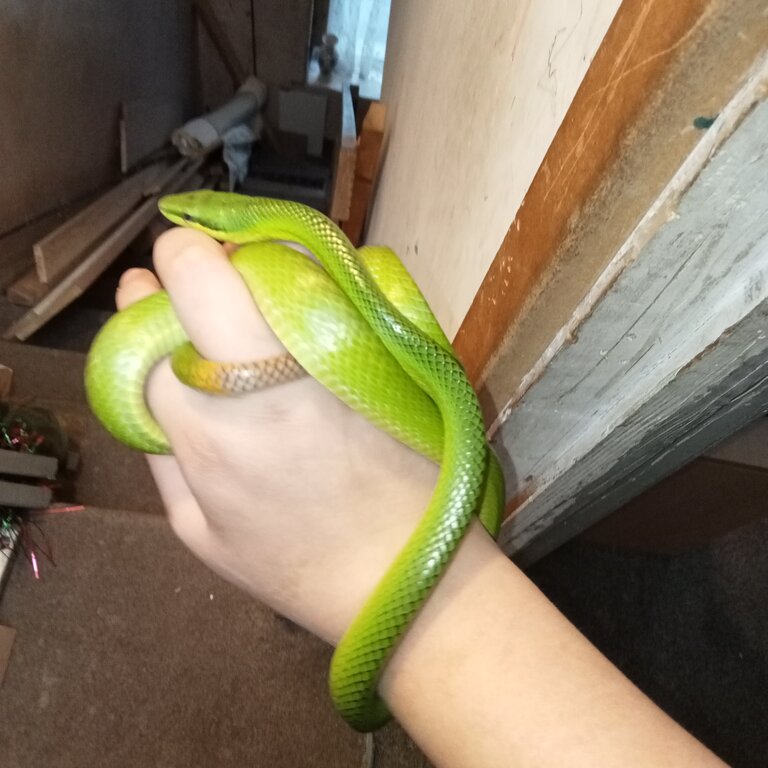 Red tail green rat snake