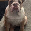 Lady Gwendoline, my last bulldog pup looking for her forever home. -5