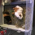 Two female Guinea pigs looking for a forever home-0