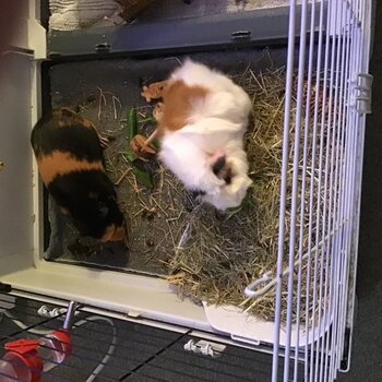 Two female Guinea pigs looking for a forever home