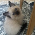 Ragdoll kittens-5