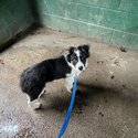 Tri coloured border collie -1