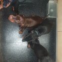 Cute Doberman Puppies 8 weeks old looking for new forever home-2