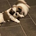 Shih tzu pups-4