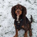 4 year old in tact male cocker spaniel-2