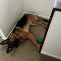 German shepher-0