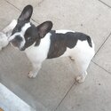 French bulldog male Kc reg 22 months old-0