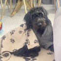 Charming F1 Miniature Cockapoo Looking for a Loving New Home!-4