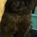 Black female chow chow -2