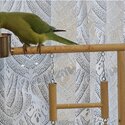 ***BEAUTIFUL, TAME, YOUNG RINGNECKS PARROTSFOR SALE***-0