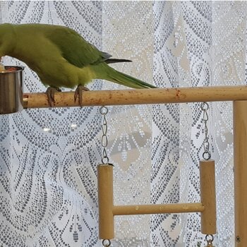 ***BEAUTIFUL, TAME, YOUNG RINGNECKS PARROTSFOR SALE***