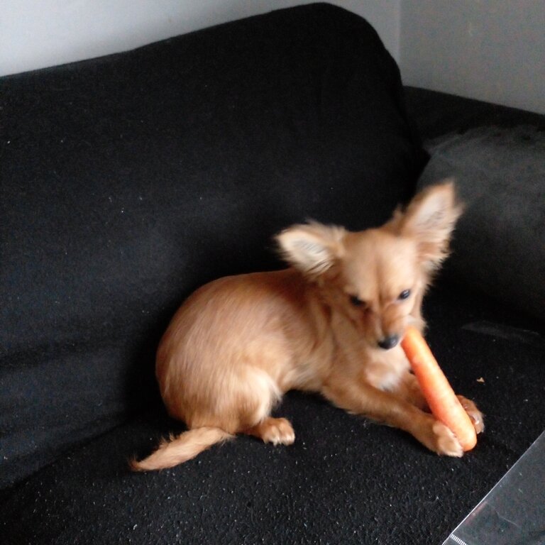 Pomeranian Chihuahua mix 