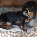 Gorgeous Male Minidachshund 9 months old in Harlow Essex-0