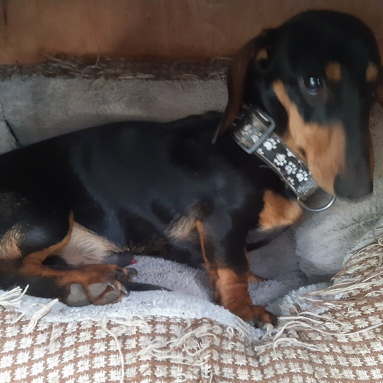 Gorgeous Male Minidachshund 9 months old in Harlow Essex