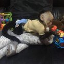 Capuchin and marmoset monkeys available -3