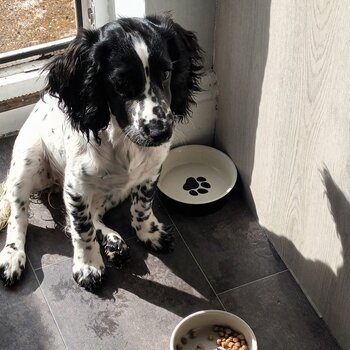 Pure bred female cocker spaniel pup 