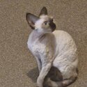 Beautiful Seal Point Devon Rex Girl Available -5