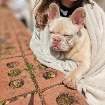 French bulldog.