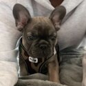 French Bulldog for sale -1