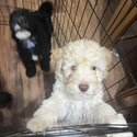 Adorable Cockapoo Puppies for Sale-2