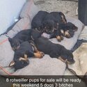 Beautiful Rottweiler pups for sale-0