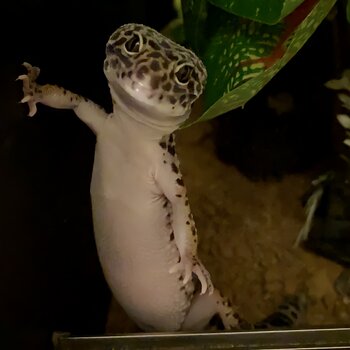 2 year old female leopard gecko and full set up 