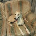 Female Saluki whippet greyhound -0