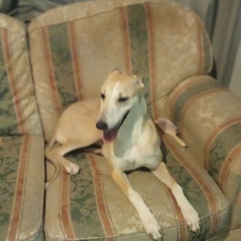 Female Saluki whippet greyhound 