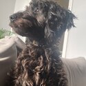 Charming F1 Miniature Cockapoo Looking for a Loving New Home!-1