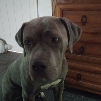 Blue brindle cane corso