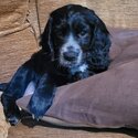 Girl working cocker spaniel for sale -0