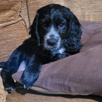 Girl working cocker spaniel for sale 