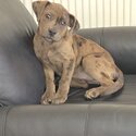 Layla, Labrador x English Bullldog, Female, 16 weeks -1