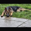 5month old German shepherd puppy -1